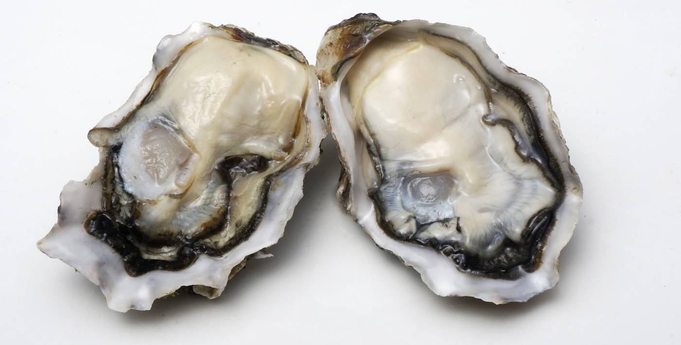 Plump and juicy specialty oysters