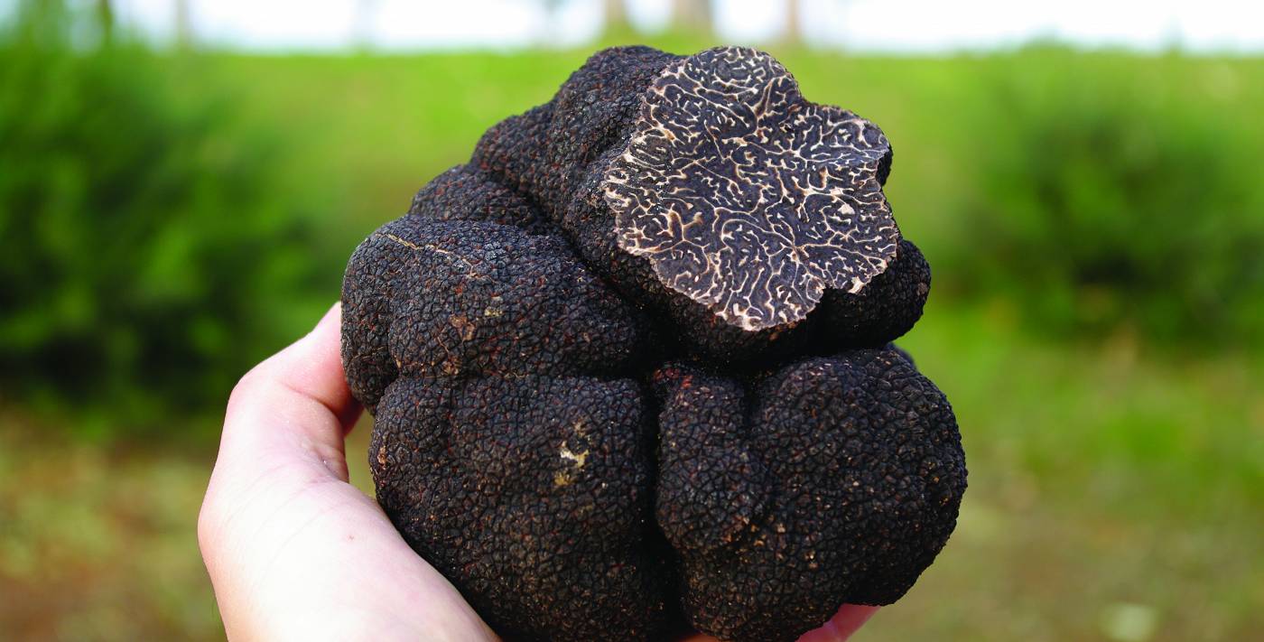 Superior quality Perigord truffles 